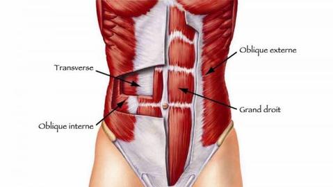 muscles abdominaux 600x338 large